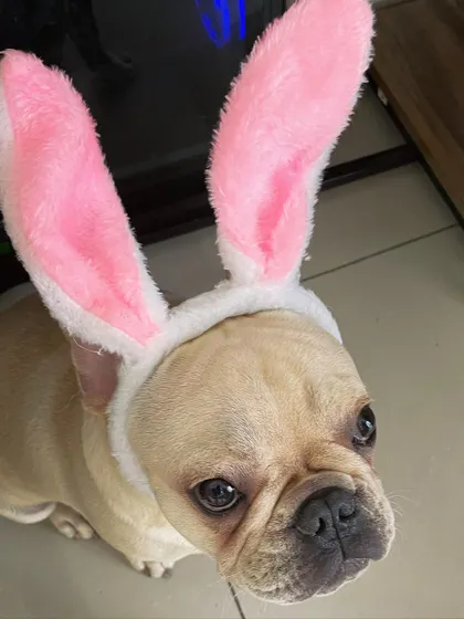 Another shot of Toffee the French Bulldog enjoying the fun. We make sure playtime is always a positive and happy experience.