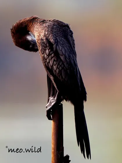 A Black Cormorant preening its feathers. The intricate, scale-like pattern of its dark, iridescent plumage is beautiful up close.