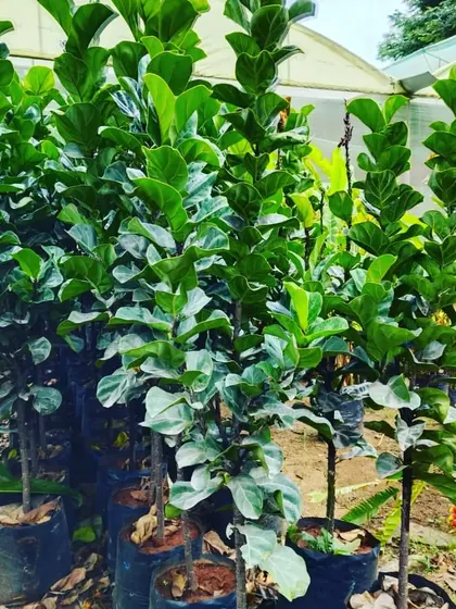 Looking for indoor plants? I source healthy, beautiful plants like these Fiddle Leaf Figs. They are perfect for adding a touch of green inside your home or office.