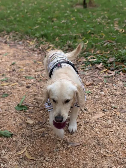 Buddy on a walk, carrying his ball. He is a dream dog who is potty, pee, and leash trained, and can even stay alone for a few hours if you are a working couple.