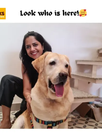 A beautiful Labrador enjoying some love at our salon. We believe in building a friendly and trusting relationship with every pet we groom.