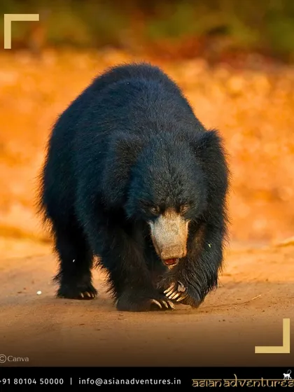 A Sloth Bear, with its shaggy coat and long claws, ambles along a dusty track in Central India. Our safaris provide opportunities to see India's diverse large mammals, not just tigers.