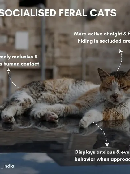 How to identify an unsocialized or feral cat: they are typically reclusive, avoid human contact, are more active at night, and display anxious behavior. These cats require a more careful approach using humane traps.