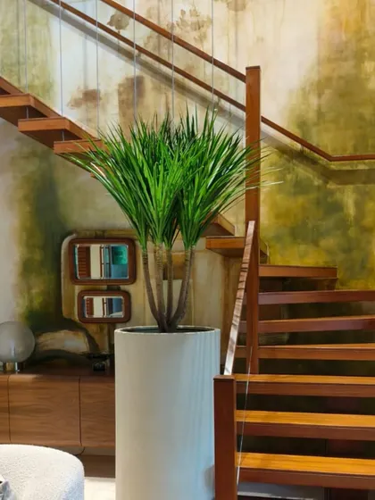 A great plant can feel like a piece of art. This multi-headed Draco, with its striking poise and flair, was the perfect addition to a renowned Bollywood filmmaker's office. It adds height, texture, and a sense of drama that completely elevates the space.