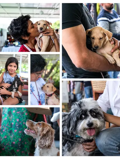 A beautiful collage of cuddles, kisses, and happy moments from a pet-centric community event.