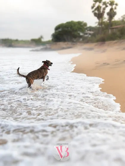 A beautiful action shot of Kumbha splashing in the ocean, with the waves creating a sense of movement and energy.