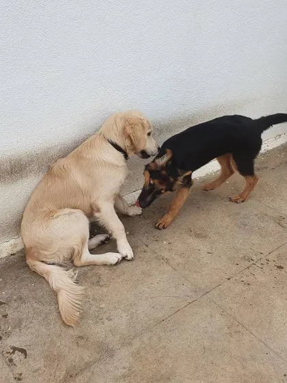 A gentle moment of connection between two different breeds. These quiet interactions are fundamental to building trust and strong social bonds within the pack.