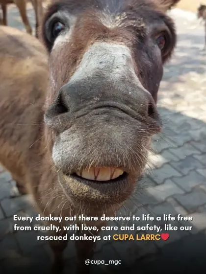 Every donkey deserves to live a life free from cruelty, with love and safety. Our rescued donkeys at the sanctuary are a testament to how they can thrive when given a chance.