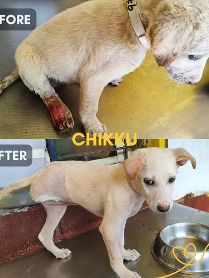 Chikku came to us as a tiny puppy with a mangled leg that had to be amputated. He recovered quickly and is now a happy, three-legged pup.