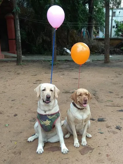 In loving memory of Honey, our academy's top dog. She was a show champion, a celebrity, and a wonderful mother. These photos celebrate her life, from posing with her family to fun days with the pack. We miss her dearly.