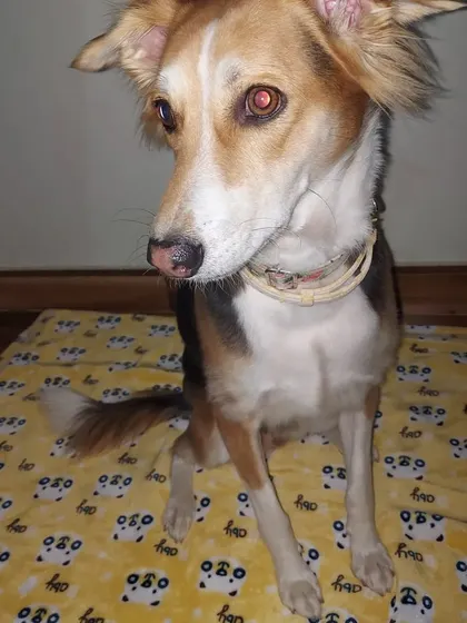 This is Sparrow, a sweet indie girl who boards with us. She is just as loved and cared for as any other breed.