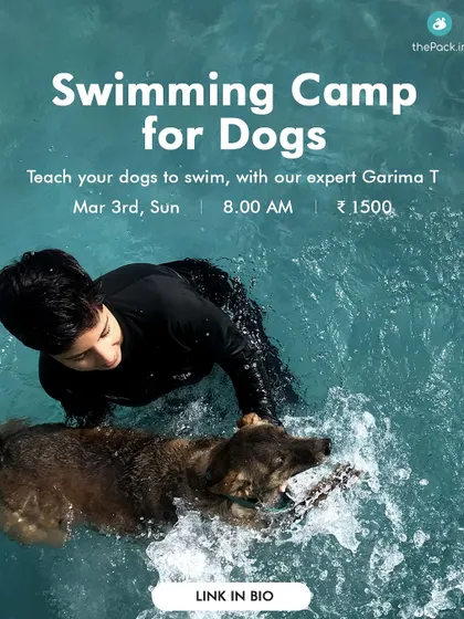 Our swimming camps are always a hit. This poster is from a sold-out event where I personally guide each dog into the water, ensuring their first experience is positive and fun.