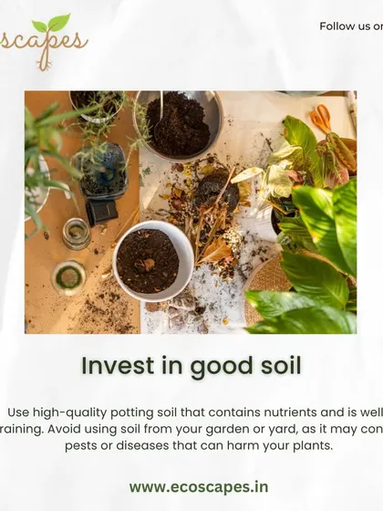 Tip: Invest in good soil. Using a high-quality, well-draining potting mix is crucial for healthy container plants, as it provides necessary nutrients and prevents root rot.