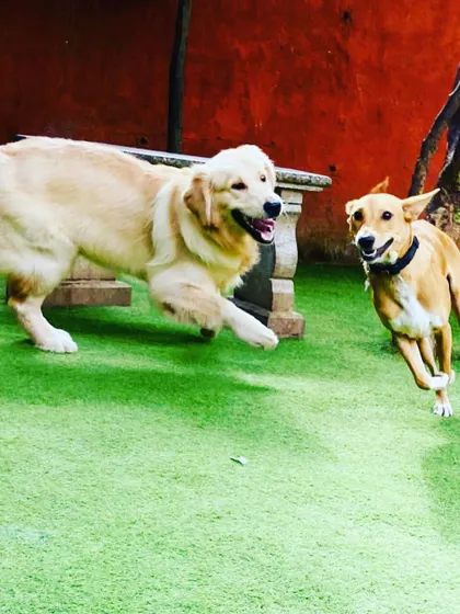 The chase is on! A Golden Retriever and a friend are all smiles as they race across the green turf. This kind of exercise is fantastic for their physical and mental health.