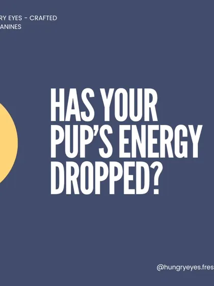 Has your pup's energy dropped? It could be linked to their gut health. A balanced, fresh diet can help improve energy levels and overall vitality.