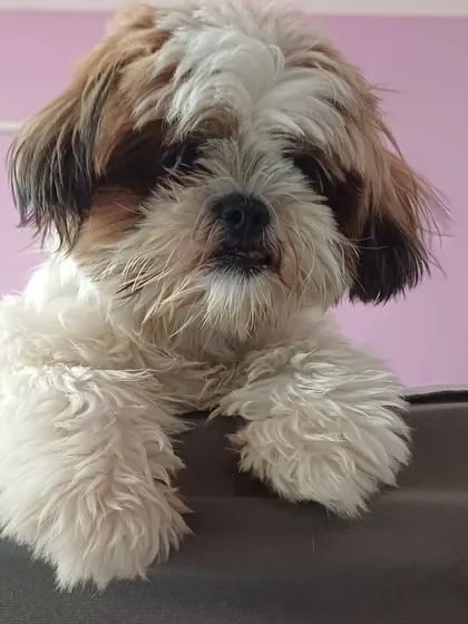 A fluffy Shih Tzu, one of the small breeds we welcome. They get lots of cuddles and attention.