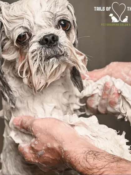 A sudsy bath following a virgin coconut oil massage. This combination leaves the skin moisturized and the fur incredibly clean.