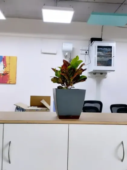 We use planters of different colors and shapes to add visual interest. Here, a grey planter with a colorful Croton plant is flanked by plants in lime green and cream pots, creating a playful and modern look.