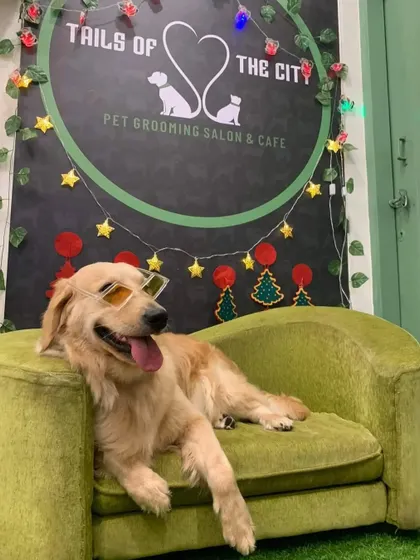 This Golden Retriever is getting into the Christmas spirit, looking cool and relaxed after his spa day.