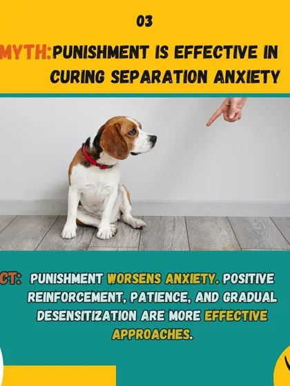 Fact: Punishment worsens anxiety. This graphic reinforces that positive reinforcement, patience, and gradual desensitization are far more effective approaches to treating separation anxiety.
