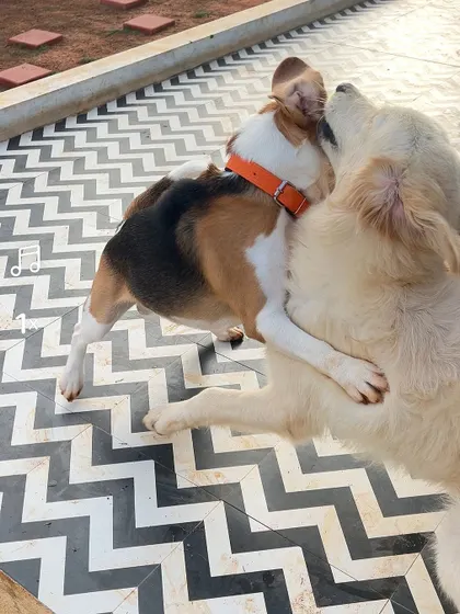 A Beagle and a Golden Retriever caught in a playful hug. These are the moments that make my job so rewarding.