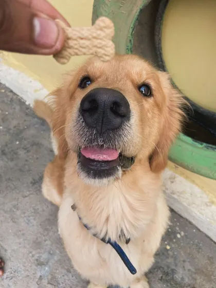 The focus in his eyes for that bone-shaped treat is intense! Good boy.