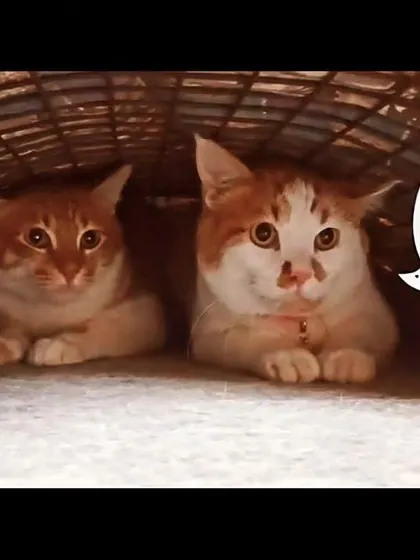 Cats are funny or dogs? These two are having a silent conversation.