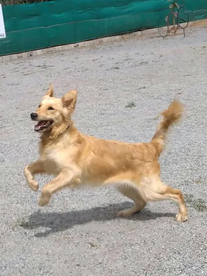 The pure joy of running free. Active play like this is a core part of our training philosophy, ensuring dogs are happy, healthy, and ready to learn.