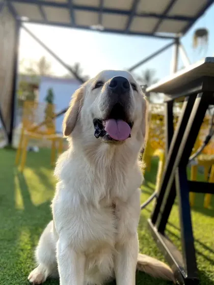 A happy Golden Retriever enjoying a day out at our pet-friendly cafe. The perfect outing for any Bangalore dog parent.