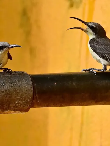 Every drop counts, especially during the height of the Indian summer. Here, a juvenile Purple Sunbird waits as an adult drinks from a trickling tap in the deciduous jungles of Central India. It is a lesson in survival and resourcefulness.