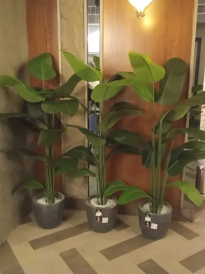 A trio of artificial bird of paradise plants in varying heights, ready to be placed in a restaurant corner.