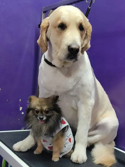 Making new friends at the salon. This Golden Retriever and Pomeranian became buddies during their visit.