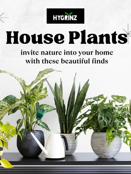 A collection of popular houseplants that can invite nature into your home. This selection shows a variety of low-maintenance and stylish plants perfect for indoor decor.