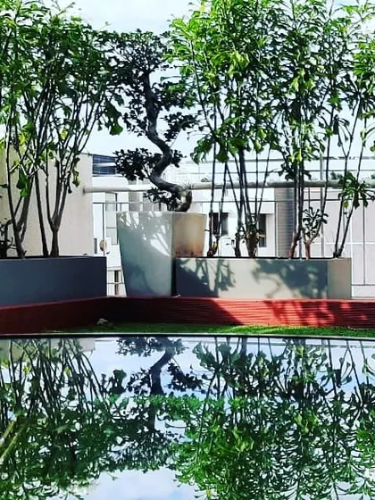 A moment of tranquility on a terrace project, where the reflection of Tabebuia trees and a sculpted bonsai is captured in a still water feature. This demonstrates my use of reflective surfaces to enhance the sense of space and serenity.