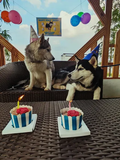 The birthday boys, Rocky and Togo, patiently waiting for their individual pupcakes. It's important that every pet at the party feels special.