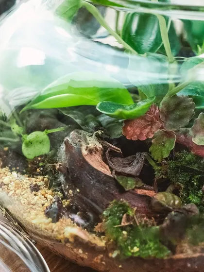 A macro shot of the interior of the teapot terrarium, revealing the different layers of soil, rock, and wood that make up the ecosystem.