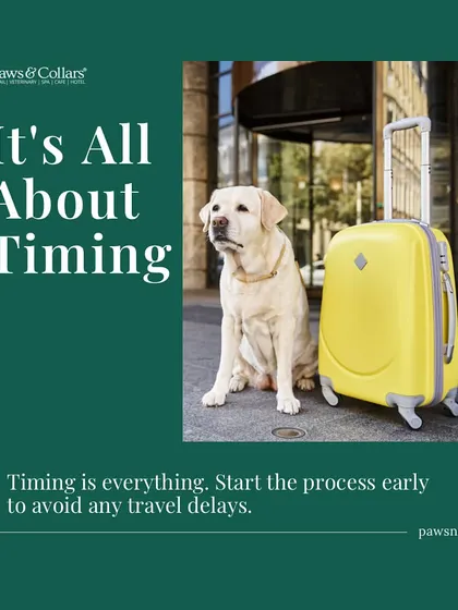 It's all about timing. Starting the relocation process early is the single most important thing you can do to avoid travel delays and ensure your pet can travel with you.