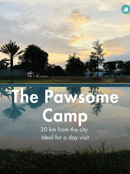 The Pawsome Camp, just 30 km from the city, is an ideal spot for a day visit with your dog, offering a pool and large play area.