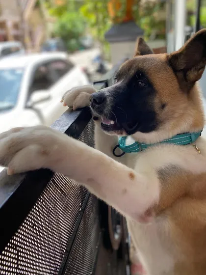 Maya the Akita curiously and calmly observing her surroundings. Our training focused on building her confidence and fine-tuning her obedience, respecting her breed's independent nature while strengthening her bond with her owner.