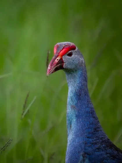 A close-up portrait of a Grey-headed Swamphen, highlighting its brilliant blue and purple plumage and the bright red frontal shield on its head.