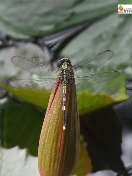 A dragonfly rests on a water lily bud at one of our site ponds. Dragonflies are not only beautiful but are also excellent indicators of good water quality and a healthy aquatic ecosystem.