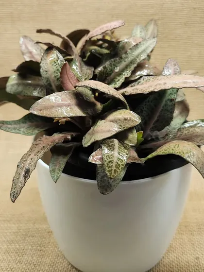 Another variety of the Cryptanthus plant, showing off its wavy, textured leaves with a different color pattern. These small but mighty plants add a lot of character to any indoor plant collection.