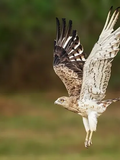 A duplicate of image 101, highlighting the grace and form of the eagle in mid-flight.