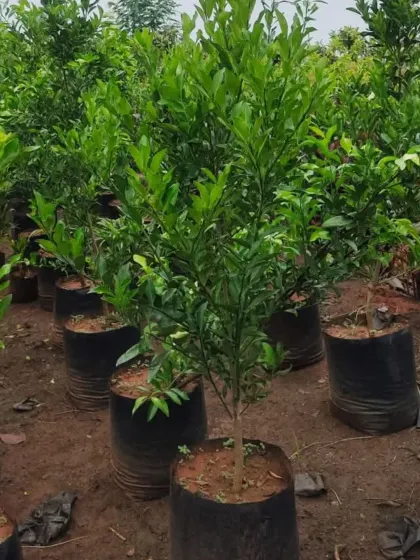 A healthy lemon tree sapling, ready to be planted. Enjoy the convenience of growing your own fresh lemons at home.