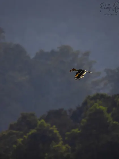 A hornbill flies across a forested landscape, its wings catching the light. This is a great example of an environmental bird portrait.