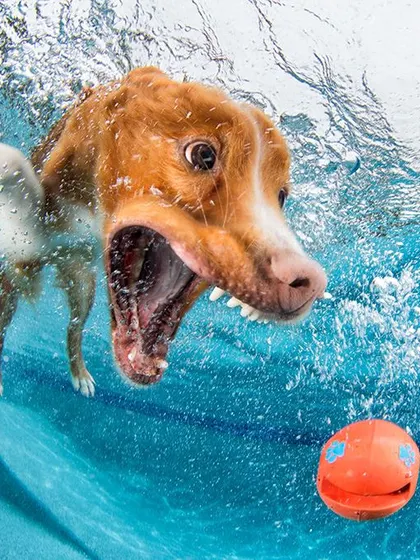 The sheer joy and chaos of a dog chasing a ball underwater. These photos are full of life and make for incredible, one-of-a-kind art pieces for your home.