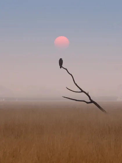 A wider perspective of the same scene, showing the bird on its perch amidst the misty, golden grasslands. This environmental shot tells the story of a cold morning in Rajasthan.