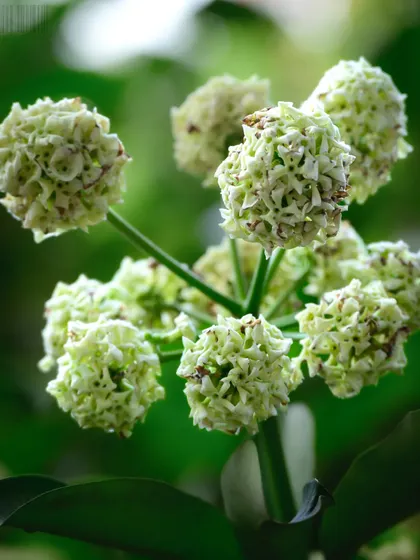 A cluster of unique, ball-shaped white flowers. I am always on the lookout for interesting and unusual plants to photograph.