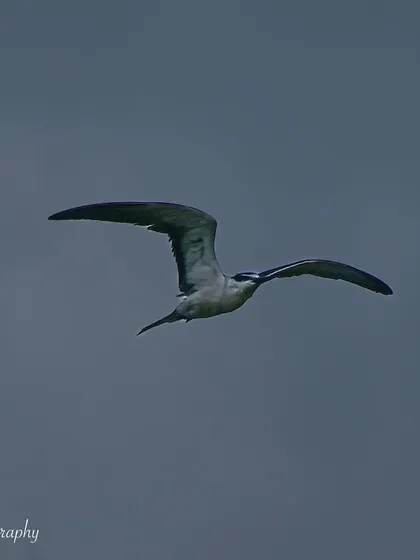 A classic "bird in flight" shot of the Bridled Tern. These photos require tracking the bird's movement and capturing it at the perfect moment.