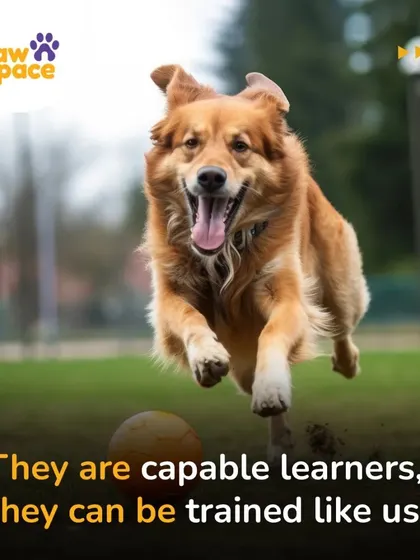 A happy, active dog is a well-trained dog. We believe that dogs are incredibly capable learners, and our training methods use positive reinforcement to make learning fun and effective, just like this golden retriever joyfully chasing a ball.